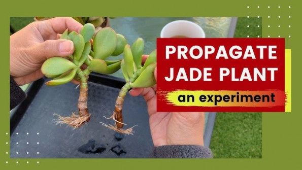 Jade tabaria7qa8jad android root  -  updated May 2024