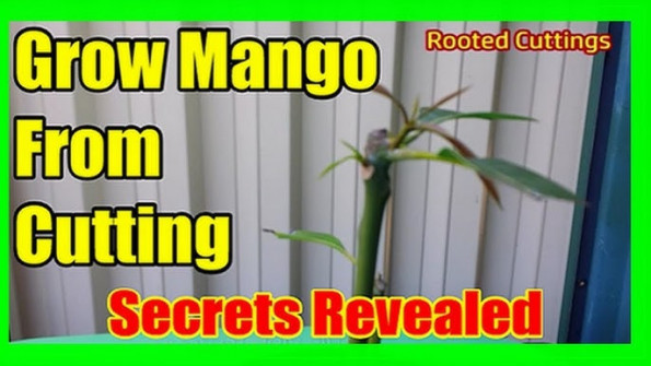 Mango galicia android root  -  updated May 2024